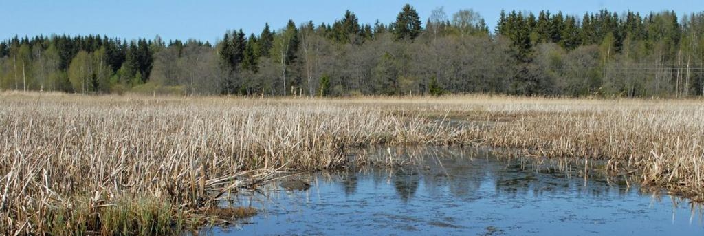 Punkt 0-1B I den nedre delen av avsnitt 1 i Flybäcken finns ett ca 30m långt avsnitt med tät vassvegetation. Det hindrar inte fiskvandring men en stensatt fåra kunde lilkväl anläggas. Bild 3.