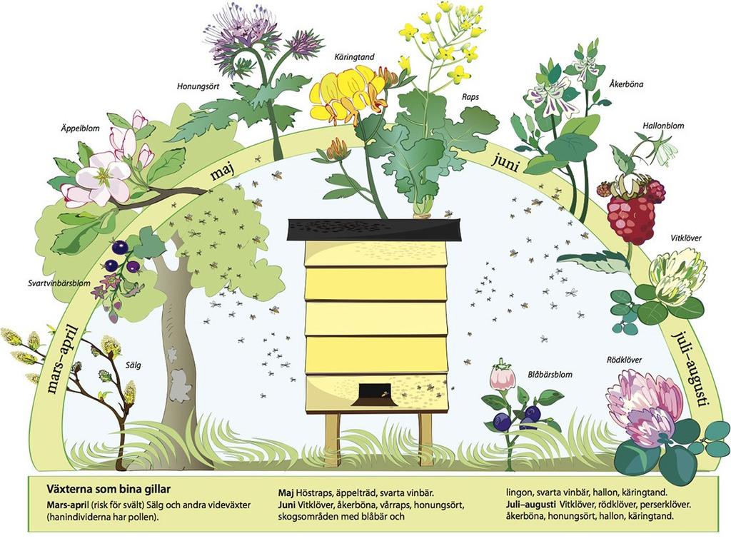 Det här vill pollinerare ha! Bilden är hämtad från www.lantbruk.com En tuff period för våra bi är i juni då få vilda växter är i blom.