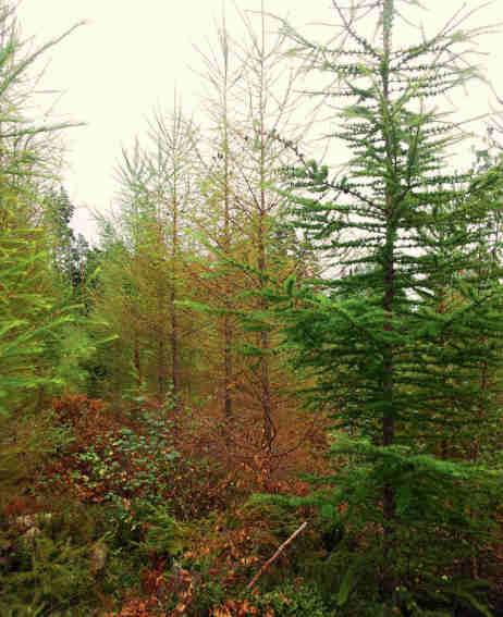 Mer lärk i skogen fler skadegörare att vänta Pia Barklund och Åke Lindelöw Lärkskytte på hybridlärk i S. Västergötland, augusti 2015. Foto: Johanna Boberg.