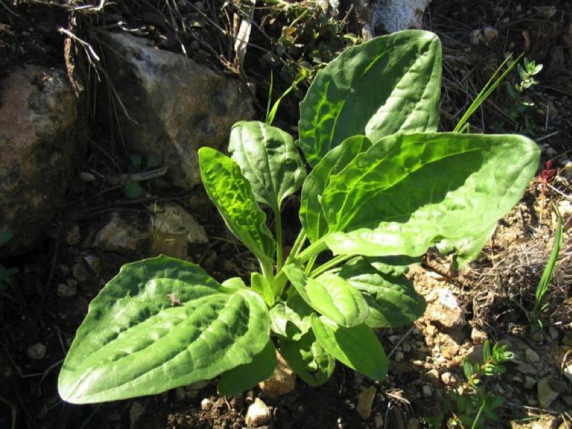 Nästa äxt a de liskraftiga, ödmjuka och så förbisedda arterna Groblad, Plantago major Den läker sår och stärker och helar både slemhinnor och änader.