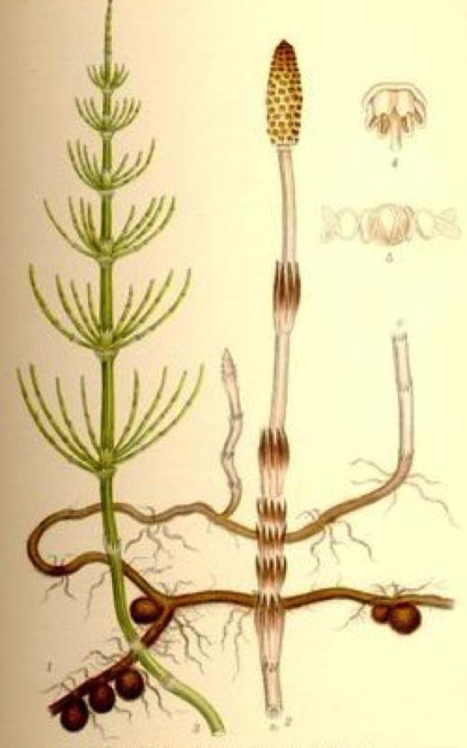 Fruktad för sina långa, långa rötter som blir nya plantor när de delas id rensning Åkerfräken Equisetum arense Innehåller mycket kisel.