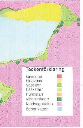 Vegetation 1996 (Björn Welander) Landväxter: träd närmast stranden är gråvide, vårtbjörk, tall, asp, rönn och ek.