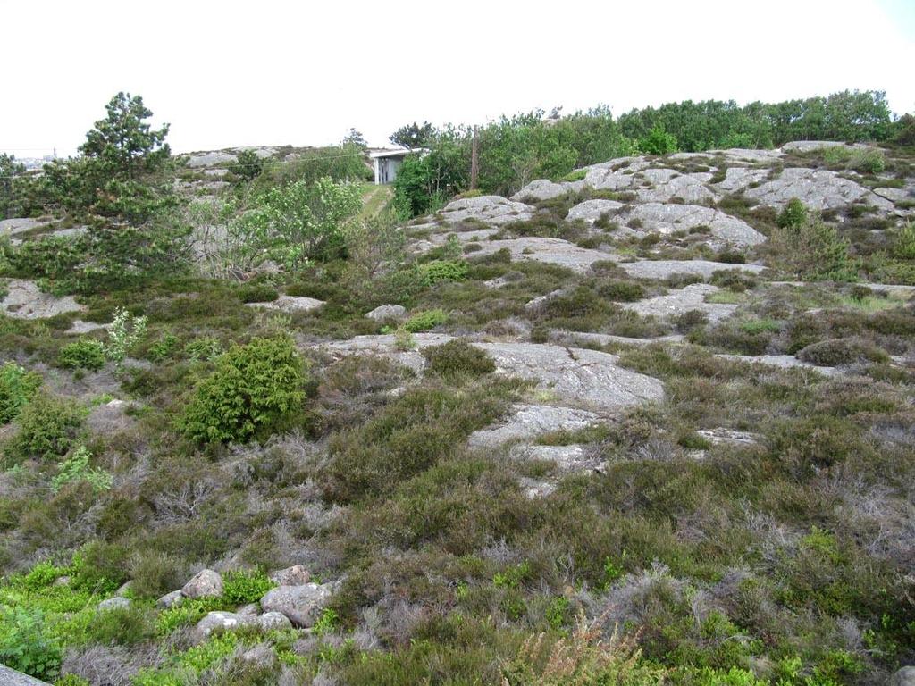 Hällmarken i delområde 2 är till stora delar av typen hällmarksljunghed där