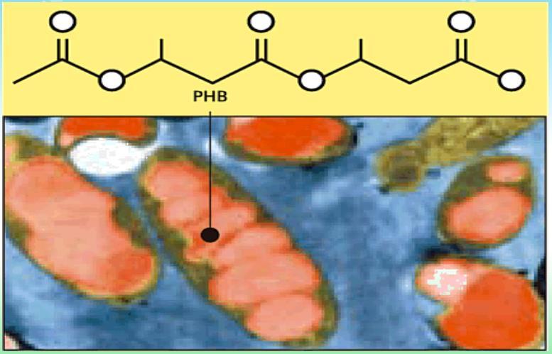 Bio-P