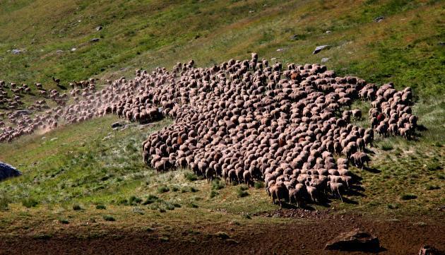 En flock