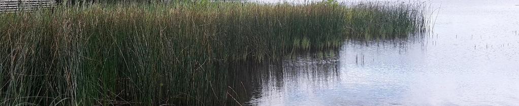 tillståndsprövning av