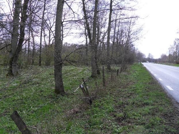 I området finns gott om död ved vilket ger förutsättningar för en värdefull insektsfauna och fladdermuslokal som har sina spridningsområden på båda sidor om väg 19.