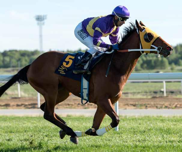 DERBYBANAN JÄGERSRO NR 15 onsdag 15 augusti 2018 kl 12.20 Jägersro galopp Final i Ole Larsen Young Rider Championship!