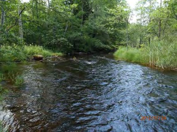Biotopkarteringar i Säveån 2011-2012 BILAGA 6 elfisken Antal öringar m 2 : 0 st Övriga fiskarter på lokal: Elritsa 9 st Övrigt: Hela området har påverkats av tidigare kvarnverksamhet och mycket sten