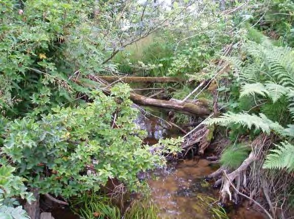 Biotopkarteringar i Säveån 2011-2012 BILAGA 2 Säveåns biflöden Maxdjup: 0,5 m Medeldjup: 0,17 m Dominerande substrat: Mjäla/ler 3, Sand och 2, grus Strömförhållande: Svag strömmande 3, strömmande 2