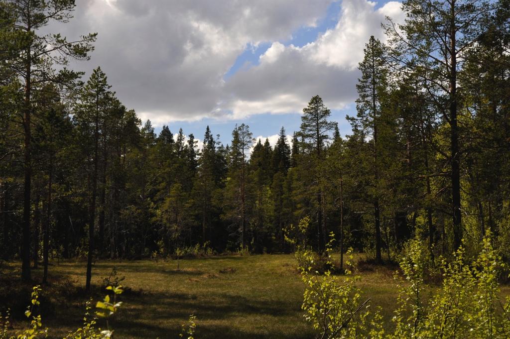 Institutionen för skogsekonomi En marknadsundersökning av privata skogsägares val av samarbetspartner Market of private forest owners choice of partner Linn