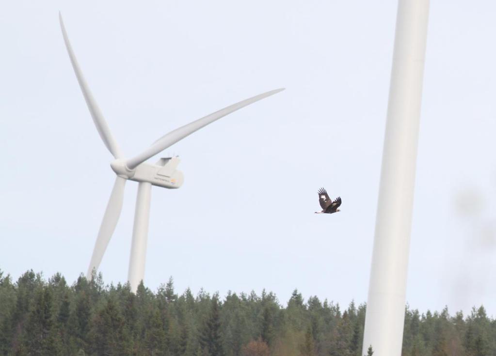 Uppdragsgivare: Vattenfall Vindkraft AB, Utförare: EKOM AB 1 Sammanfattning Kontrollprogrammets uppgift var att följa upp hur etableringen av vindkraftparken på Stor-Rotliden påverkar fågellivet.