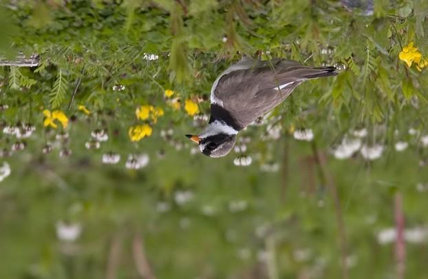 Större strandpipare tillhör de arter som minskat kraftigt i både Skåne och Halland. Foto: Lasse Olsson Inventeringen visar på genomgående kraftiga och allvarliga minskningar av vadarbestånden.