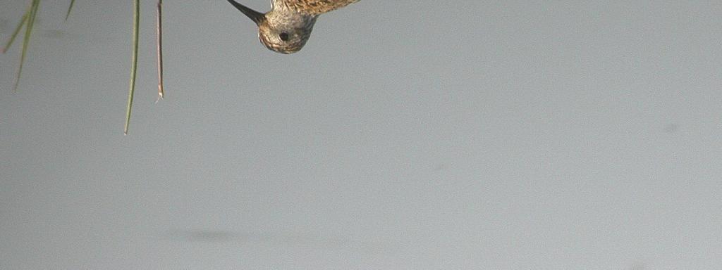 Kärrsnäppa fortsätter att minska i både Halland och Skåne.