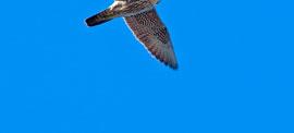 1 ex Brudarebacken 22.9 (Roger Eskilsson). Bild: LARS LUNDMARK Allt fler pilgrimsfalkar Falco peregrinus ses i Göteborgsområdet. De flesta ses på hösten, men bilden ovan är från Billdal den 4 mars.