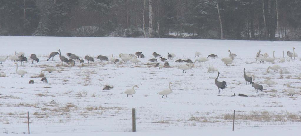 35 Bild 9. De oskördade fälten vid Storavan drog tidigt till sig födosökande fåglar. Den 6 april 2009. Bild 10.