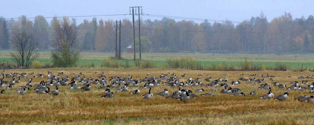 59 13. Skötselaspekter på utfodring Under hösten uppehåller sig stora flockar med främst kanadagäss, grågäss och sångsvanar inom jordbrukslandskapet i anslutning till Umeälvens mynning (Bild 33).