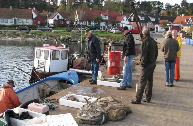 NOVEMBER 2006 HAVÄNGS MUSEIFÖRENING MEDLEMSBLAD Ålfiske. full aktivitet i Vitemölle hamn.. havet har inte heller pressat på, vilket gjort det svårt för havsöringen att ta sig upp i Verkeån.