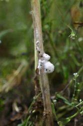(a) (b) Figur 2. Bomullsmögel. (a) Bomullsliknande mycel på stjälken med små svarta prickar, som är sklerotier (foto: Peder Waern, 2007) (Jordbruksverket, 2015a).