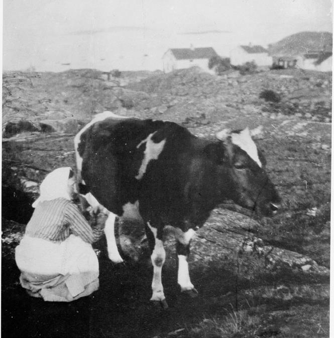 I skärgårdens odlingslandskap fanns en stor biologisk mångfald och fragment av denna finns ännu kvar.