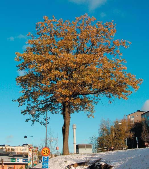 bort. Parken ska utvecklas till en