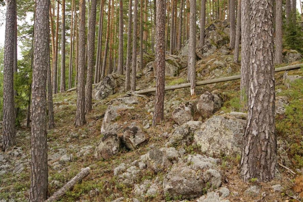 Skötselområde 1, Gammal talldominerad skog Areal: 32,4 hektar Naturtyp enligt Natura 2000: Taiga, naturtypskod 9010 32,4 hektar Målnaturtyp: Taiga, naturtypskod 9010 32,4 hektar Gammal tallskog i
