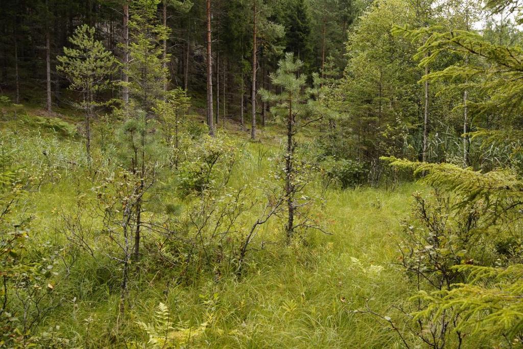 Halvöppen mad utefter bäcken Foto: Jens Johannesson Åtgärder Avdödning av unga barrträd med cirka 10 till 15 års mellanrum i maden och succesiv utglesning av planterad granskog i det sluttande kärret