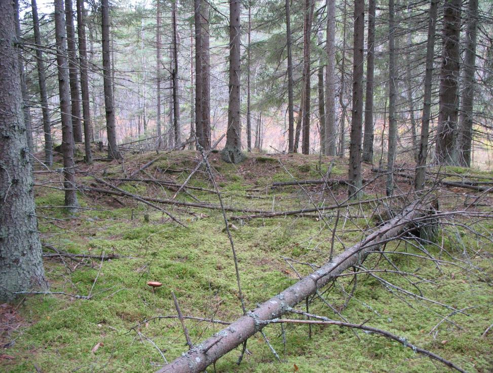 Yngre granskog i sluttningen mot Strussjön Foto: Jens Johannesson Bevarandemål och gynnsamt tillstånd Skogen har en varierad åldersstruktur med stort inslag av gamla träd, döda träd samt lågor.