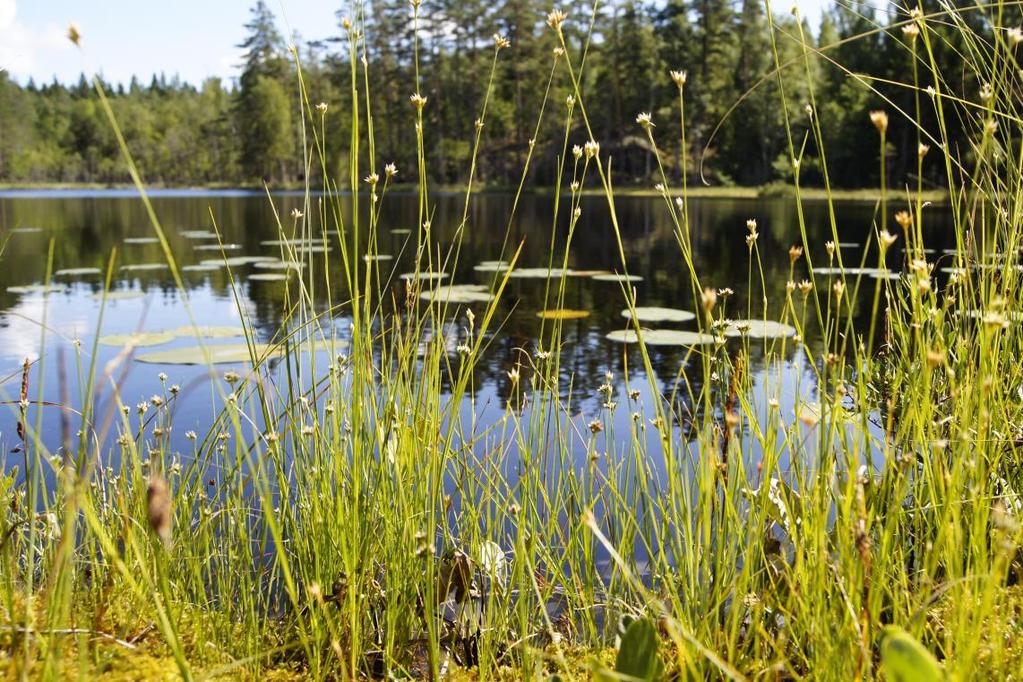 Skötselområde 6, Sjöarna Strussjön och Lilla Stensjön Areal: 4,9 hektar Naturtyp enligt Natura 2000: Myrsjöar 3160 4,9 hektar Målnaturtyp: Myrsjöar 3160 4,9 hektar Beskrivning Strussjön är 4,7 hektar.
