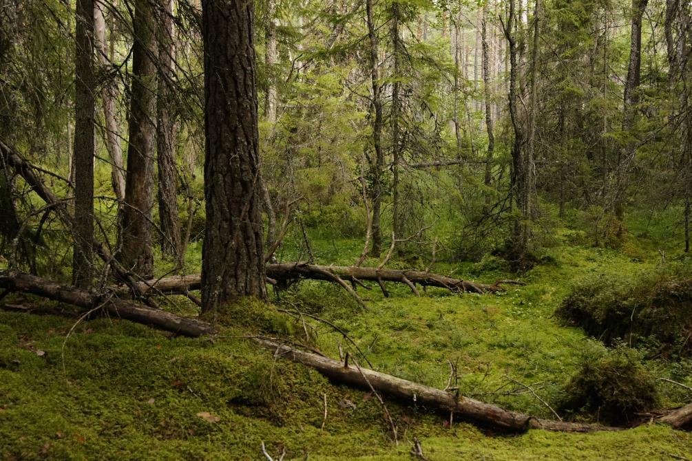 mäktiga blockpartier. Högst upp på krönet vidtar riktigt gammal talldominerad skog på mager mark. En platå breder ut sig med mycket berg i dagen.