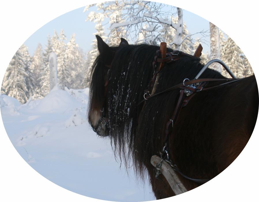 Nordsvenska Hästen Södra