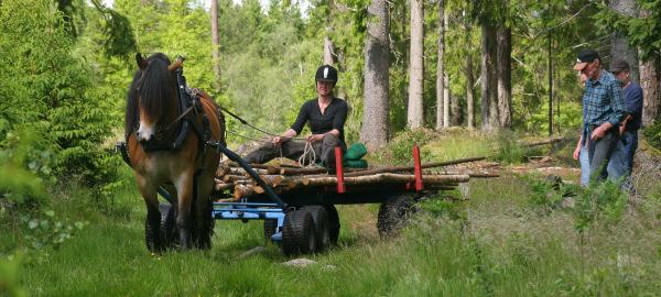Körkurser för Lars-Åke Johansson på Ryasjö Hästgård 15 april 26 maj 2 juni 3 juni Under våren har vi bokat in 4 tillfällen för körlektioner för Lars-Åke Johansson på Ryasjö Hästgård.
