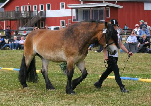 Premieringsträning 16 juni Ryasjö Hästgård Välkommen på traditionsenlig premieringsträning på Ryasjö Hästgård, där vi går igenom hur exteriörvisning av häst går till, liksom Frivilliga Körprovet &