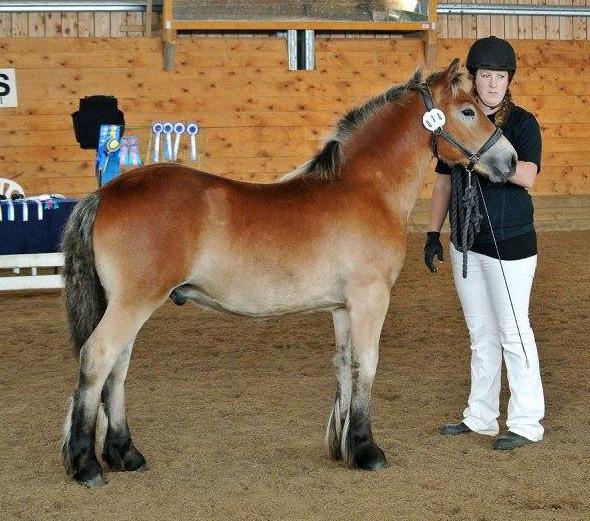 Ene-Blacken 1923 u. Doris 23243 8-8-8-8-8= 40p Äg: Anette & Lars Backman, Sexdrega Daler 22-17-5071 e. Radar 1955 u. Flori 23638 8-8-8-8-7= 39p Äg: Eva-Lotta Lijenzin, Hällingsjö Znoddas 22-17-5080 e.