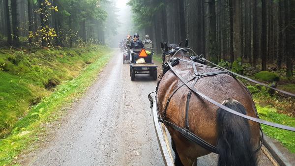 Kör- & Ridträff i Fotskäl 14 oktober 5 körekipage följt av ett par ridekipage upplevde en trevlig tur i helt okej