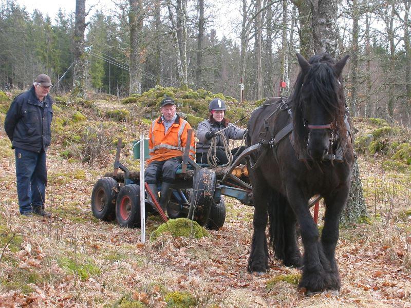 Letar du istället efter häst? Ta en titt på sid. 18! JUF:s Prova-på-dag & DM i Skogskörning med Häst Prova-på-dag: 25 mars, kl.