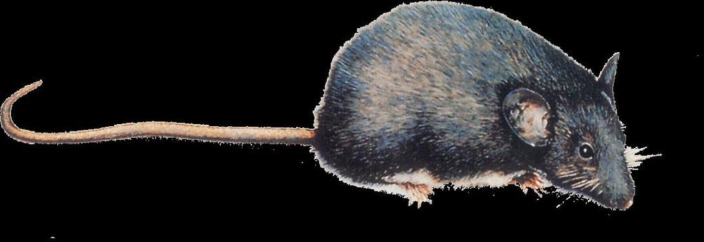 Husmus, Större- & Mindre Skogsmus - Mus musculus Apodemus flavicollis & sylvaticus - + Längd 8-9 cm + svans 8-9 cm, väger 15-30 gram + Äter ca 3-4 gånger per dag + Tar sig