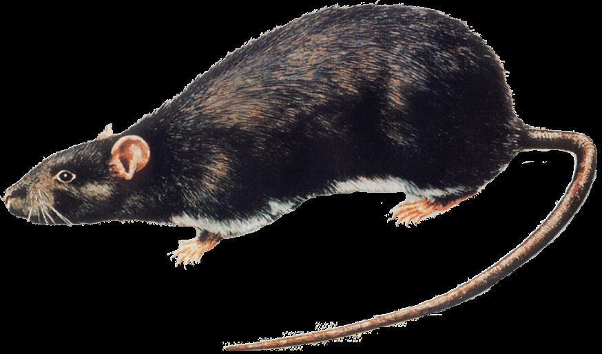Råtta - Rattus norvegicus - + Längd 20-25 cm + svans 17-20 cm, väger 4-5 hg + Könsmogen vid 2-2,5 månaders ålder, dräktig