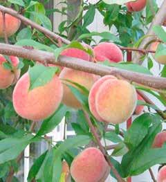 PERSIKOR Prunus persica Kvalitet storlek pris 'Frost' Riga Zon I-II. Självfertil. Zon I-IV. Ny sort.