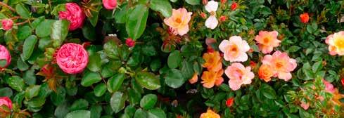 RABATTROSOR Namn och beskrivning höjd färg pris co pris barrot Pascali (tehybrid) Stora-mycket stora fyllda, svagt doftande blommor.