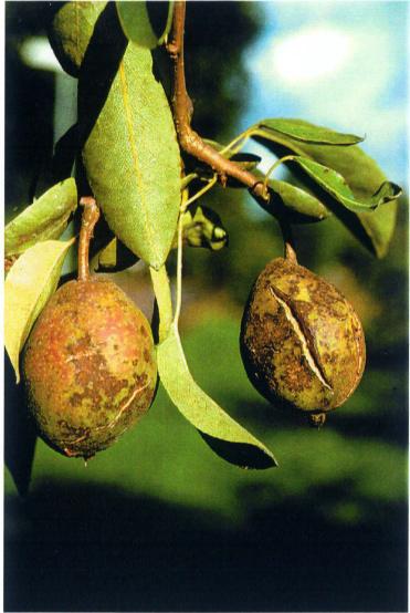 Päron SVAMPSJUKDOMAR Päronskorv Venturia pirina (konidiestadium Fusicladium pyrorum) På blad och frukter uppstår mörka fläckar. Frukterna får ofta djupgående sprickor.