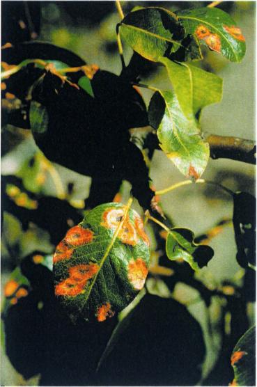 Päronrost Gymnrnporangium fuscum På ovansidan av bladen uppstår starkt orange fläckar, där det i mitten så småningom framträder små svarta punkter.