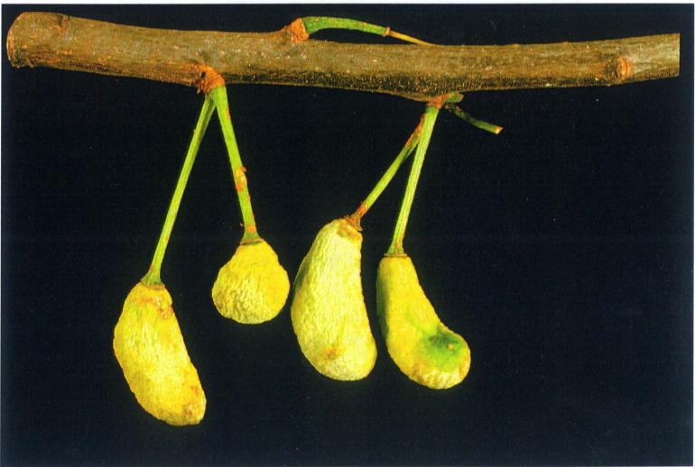 Plommon SVAMPSJUKDOMAR Pungsjuka Taphrina pruni Frukterna utvecklas inte normalt utan blir långsträckta, kärnlösa, ihåliga och krökta och täcks så småningom av en daggig, gråaktig svampbeläggning.