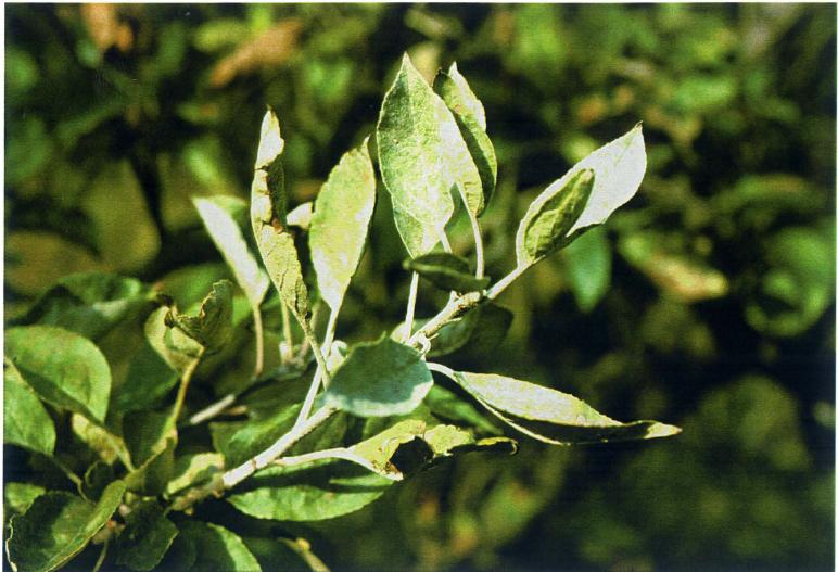 Äpplemjöldagg Podosphaera leucotricha (konidiestadium Oidium farinosum) Tidigt på våren täcks nyutslagna blad och blomknoppar av en vit, mjölig beläggning.