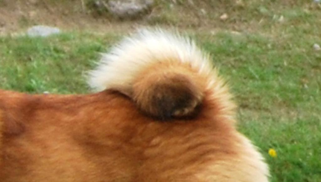 utan fana.