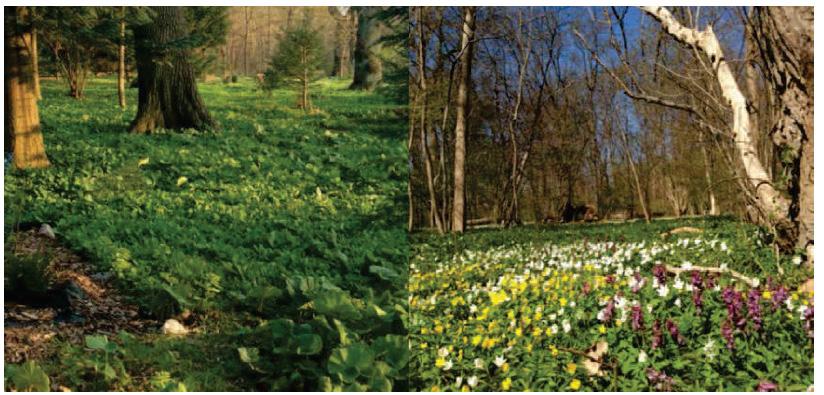 Grönska på mark Naturlik plantering Exempelbilder för ytan Grönska på mark Naturlik plantering. Till naturlik plantering hör även områden med naturlig vegetation som sparas vid nybyggnation.