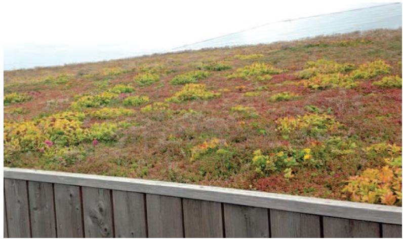 Vegetationsklädda tak Vegetationsklädda tak 1 (2-7 cm) Tunna växtbäddar med växtlighet som används som ytskikt på tak istället för, eller som komplement till, andra ytskikt.