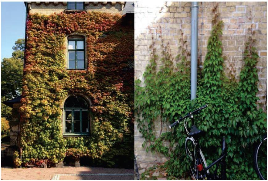 Tillägg för vegetationsklädda tak För alla vegetationsklädda tak föreslås följande tillägg: Komponenter för att stödja biologisk mångfald har använts, t.ex. död ved, vattensamlande strukturer osv.