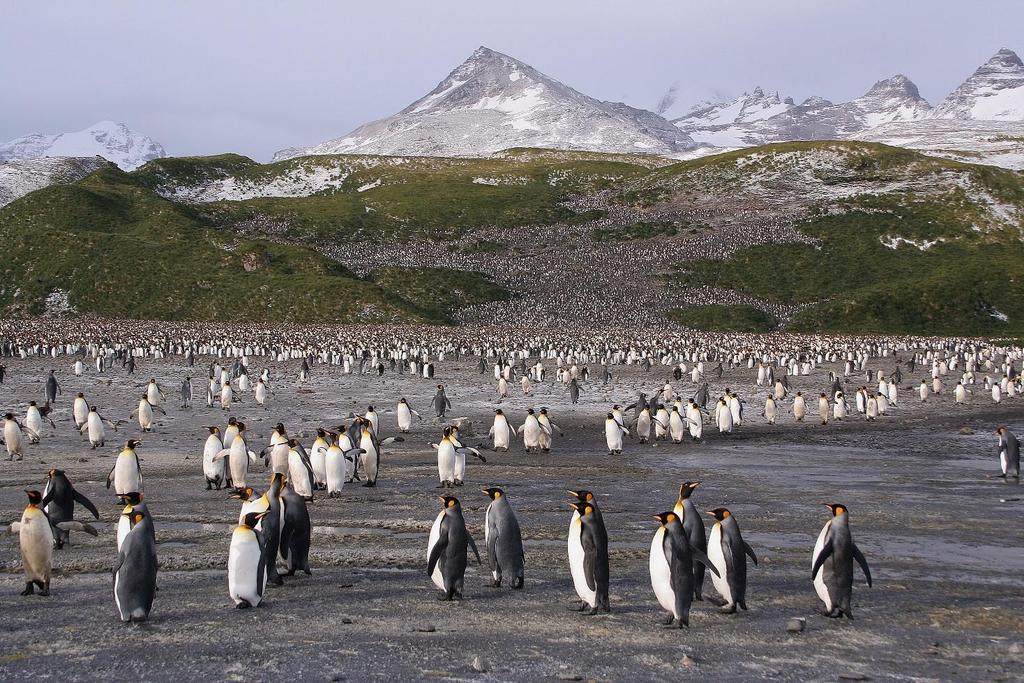 Antarktis, Sydgeorgien & Falklandsöarna 2 24 november 2019 med Teet Sirotkin Sydgeorigien hyser en 100 000-hövdad kunspingvinkoloni.