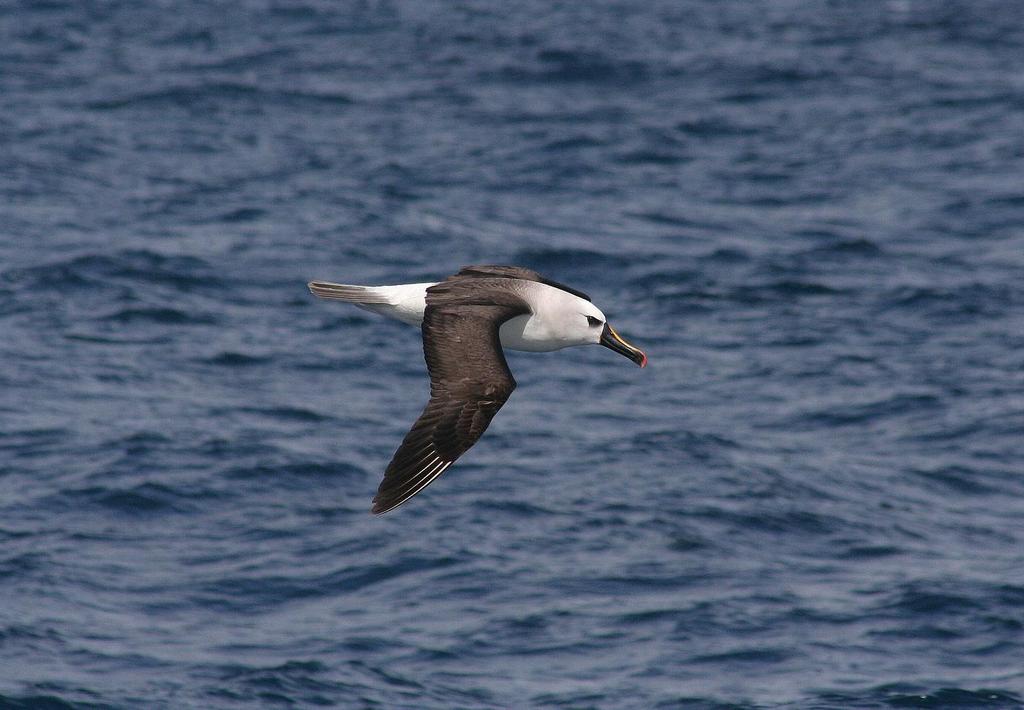 Saunders Island - På Saunders Island kan vi se den svartbrynade albatrossen och dess ibland klumpiga landningar. Vi rör oss också i kolonier av av skarvar, klipphopparpingviner och kungspingviner.